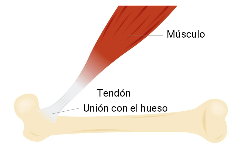 Anatomía del tendón. Clínica Universidad de Navarra