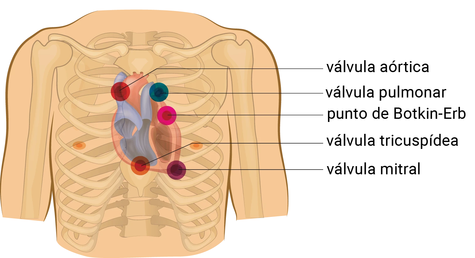 Puntos de auscultación cardíaca