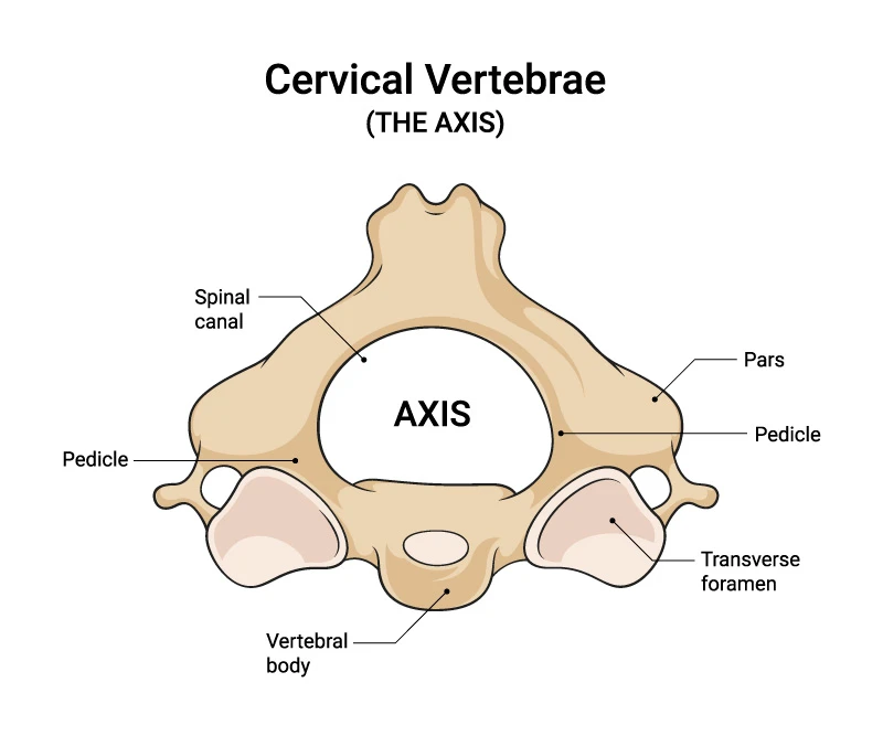 Axis. Segunda vértebra cervical