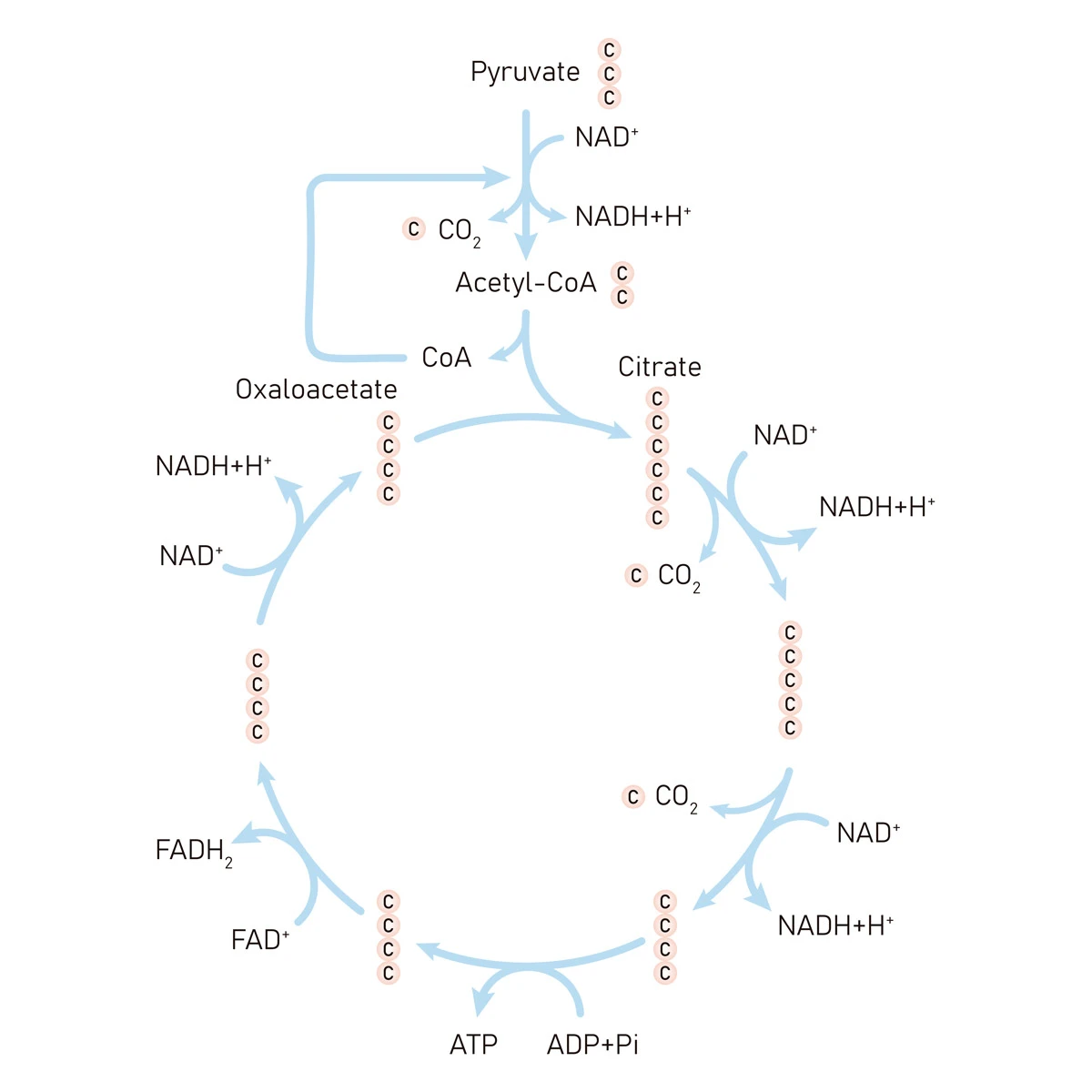 Esquema del Ciclo de Krebs