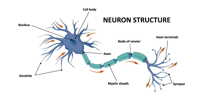 Estructura de la neurona. Clínica Universidad de Navarra